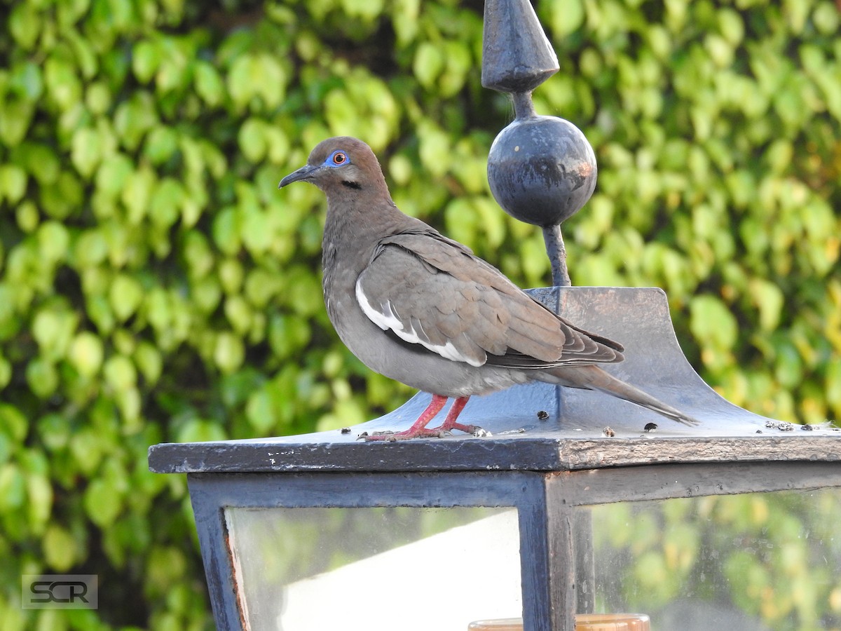 White-winged Dove - ML330836701