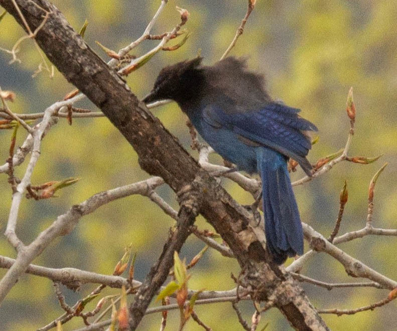 Diademhäher [stelleri-Gruppe] - ML330836921