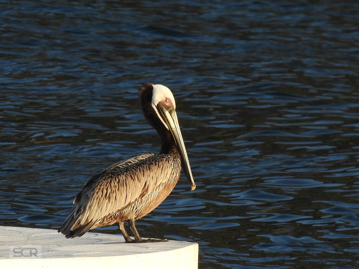 Brown Pelican - ML330837221