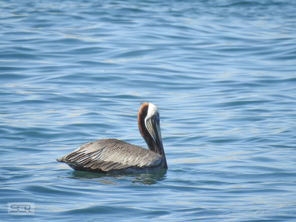 Brown Pelican - ML330837261