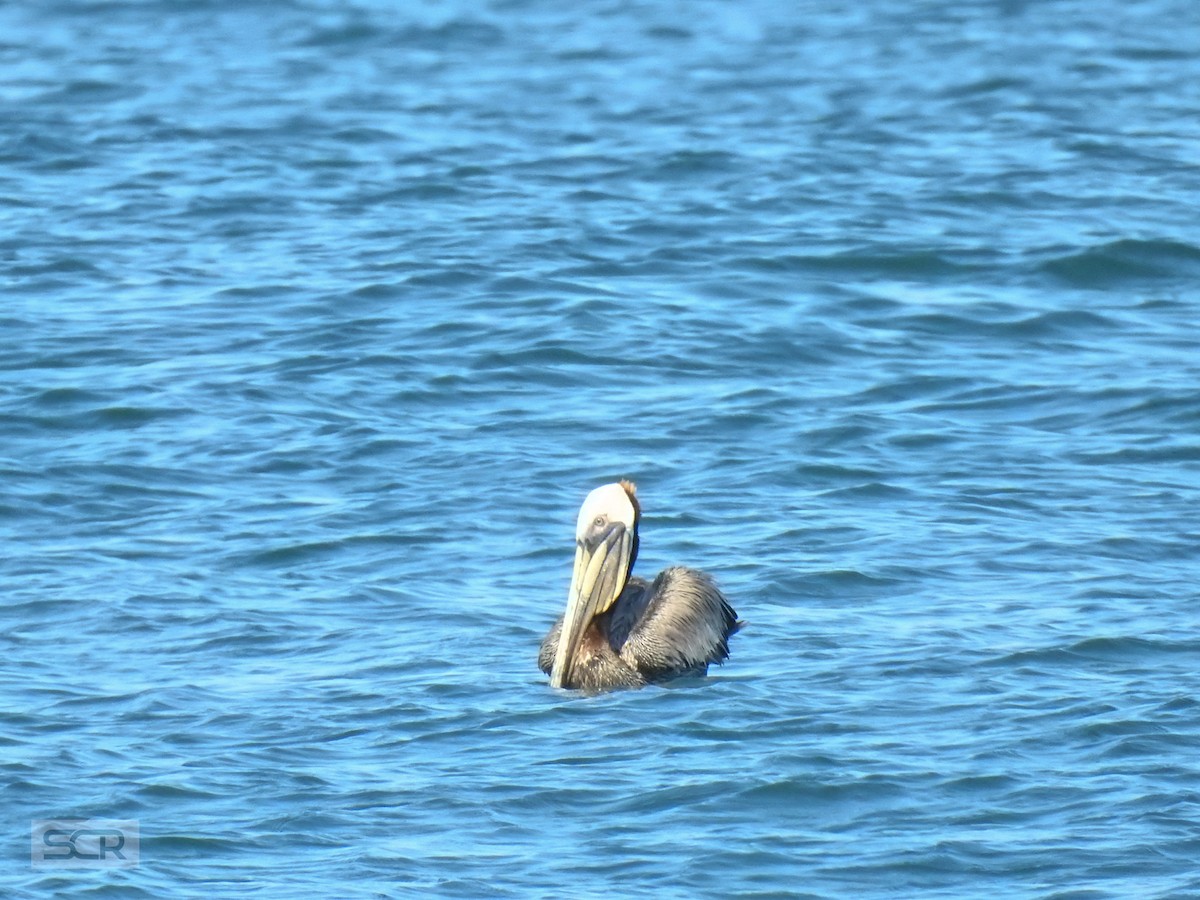 pelikán hnědý - ML330837271