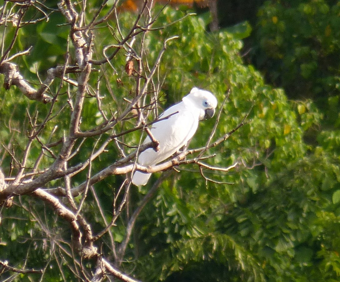 Blue-eyed Cockatoo - ML33083741