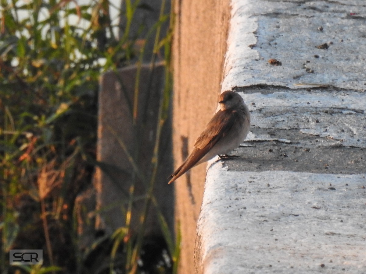 Golondrina Aserrada - ML330837711