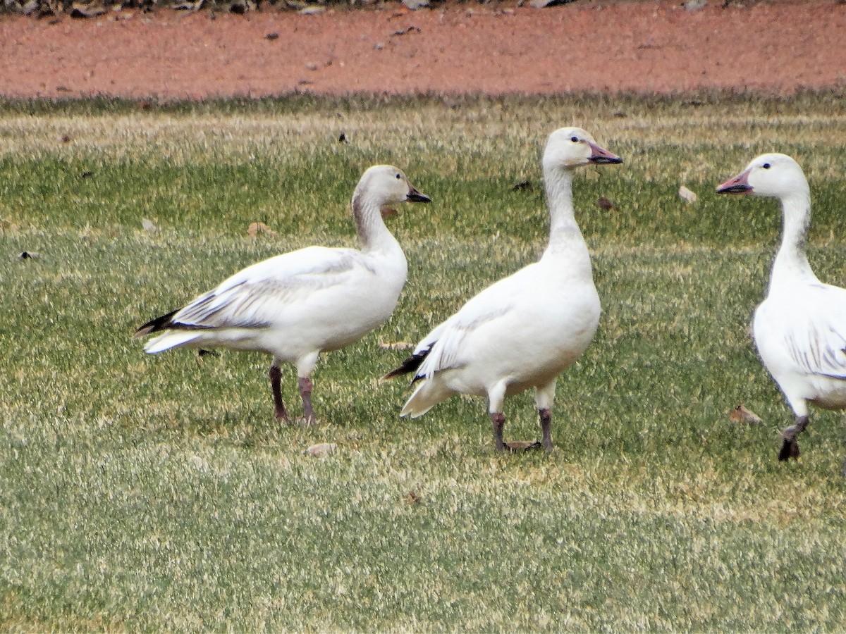 Snow Goose - ML330838111