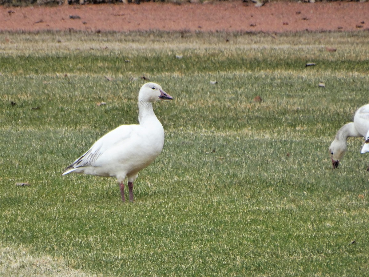 Snow Goose - ML330838121