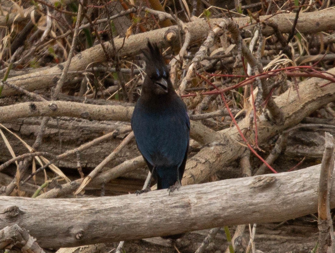 Diademhäher [stelleri-Gruppe] - ML330838181
