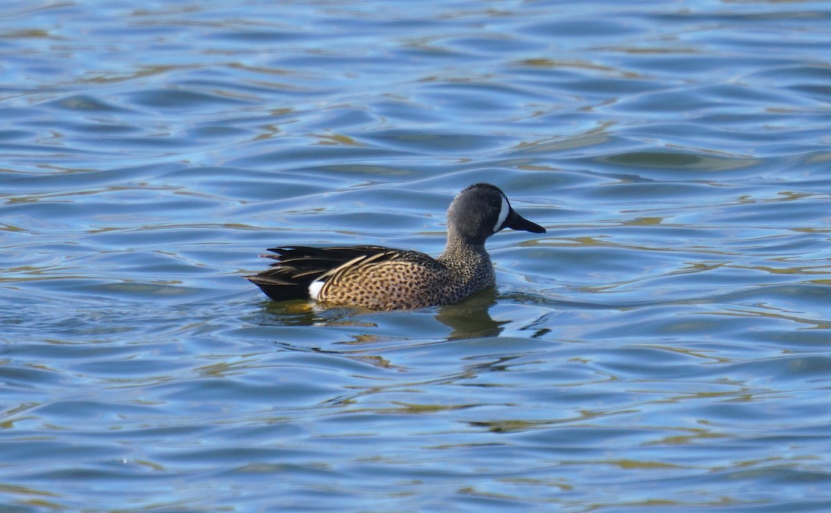 Blue-winged Teal - ML330838331