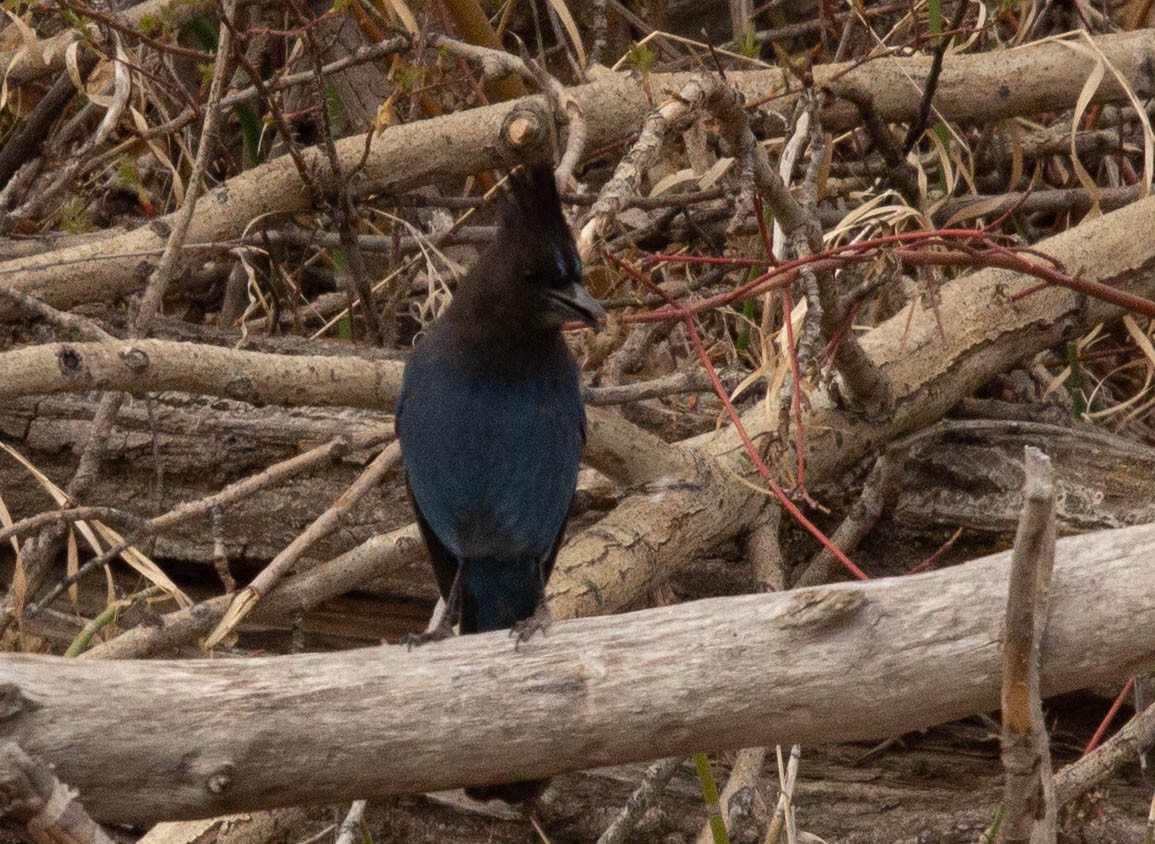 Diademhäher [stelleri-Gruppe] - ML330838521