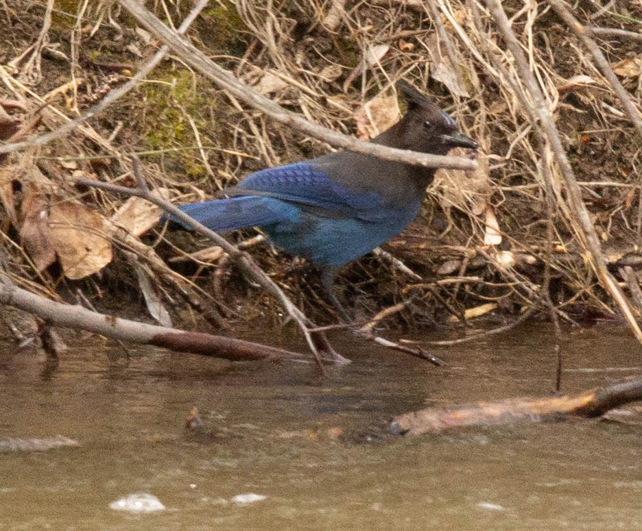 Diademhäher [stelleri-Gruppe] - ML330838781