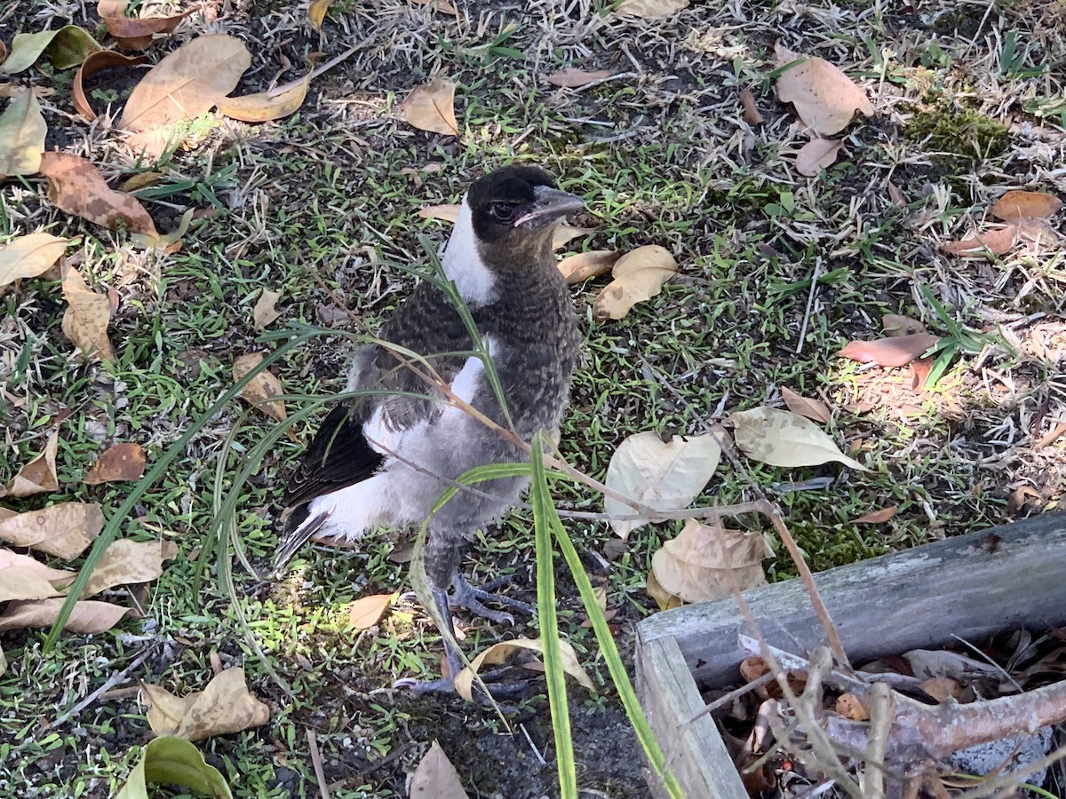 Australian Magpie - ML330840461