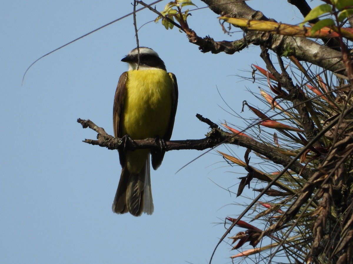 Social Flycatcher - ML330843131