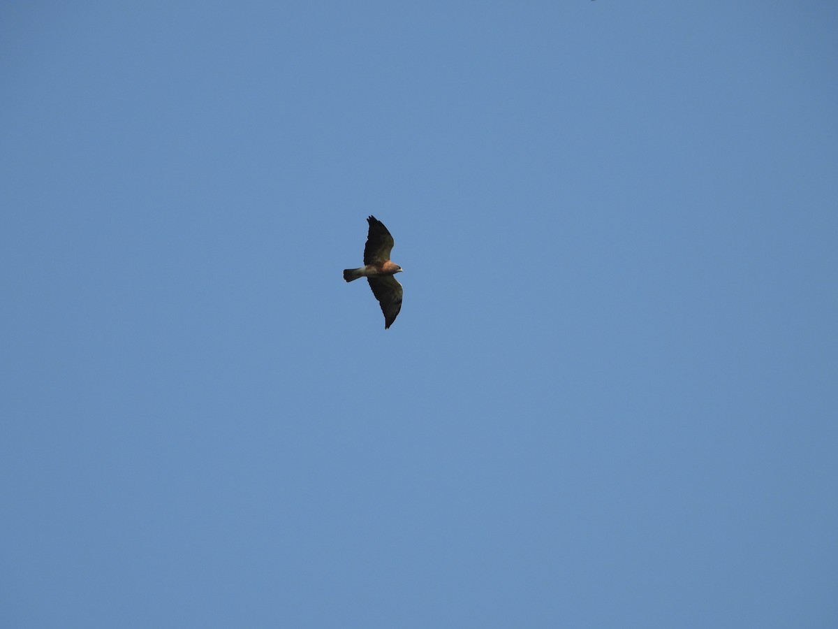 Swainson's Hawk - ML330843301