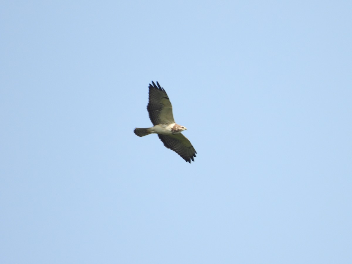 Swainson's Hawk - ML330843851