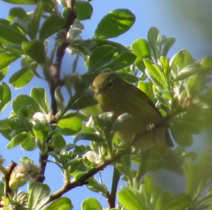 Orange-crowned Warbler - ML330844351