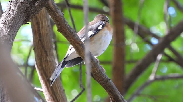 Bearded Scrub-Robin - ML330844781