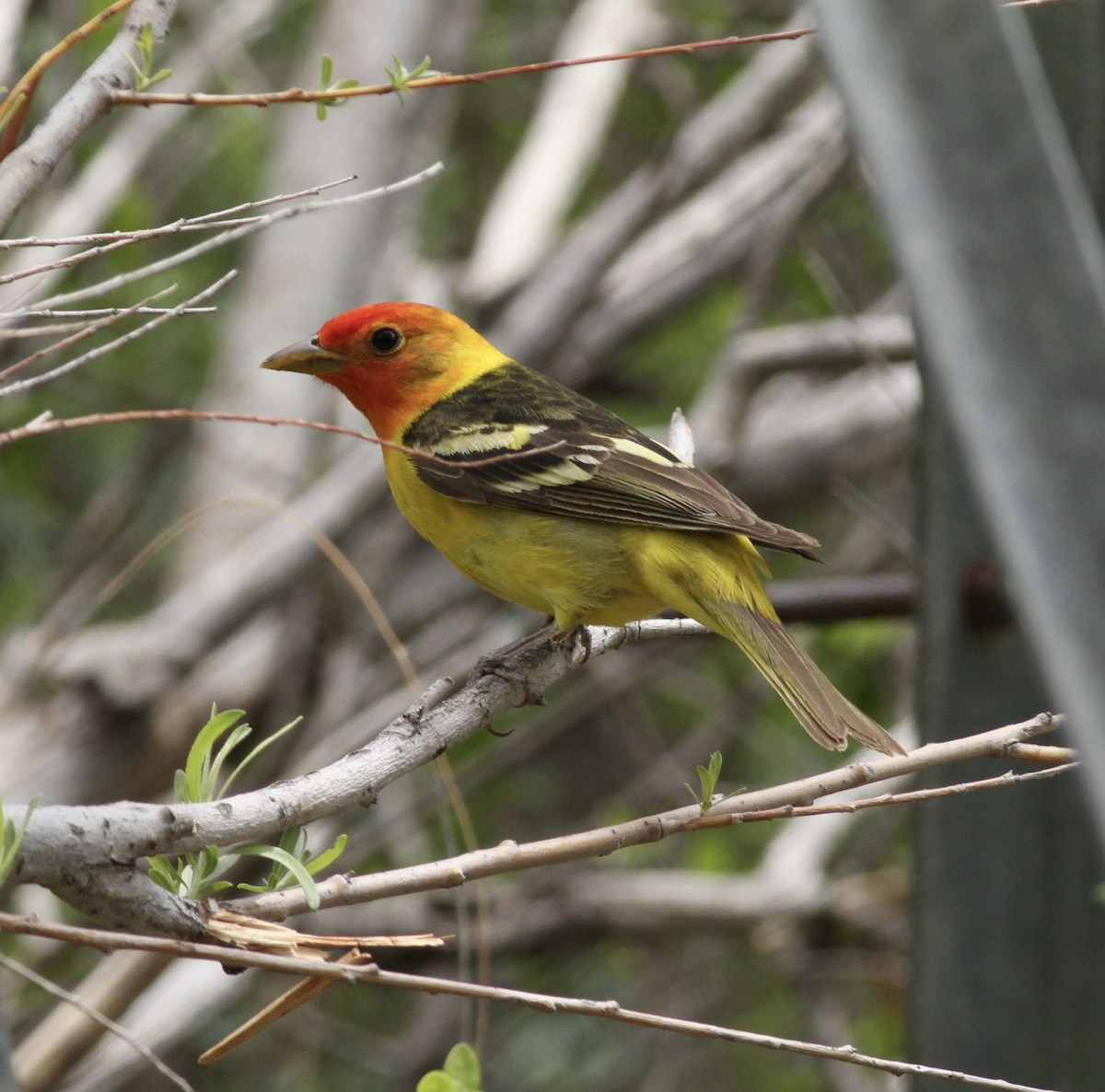Western Tanager - ML330844981