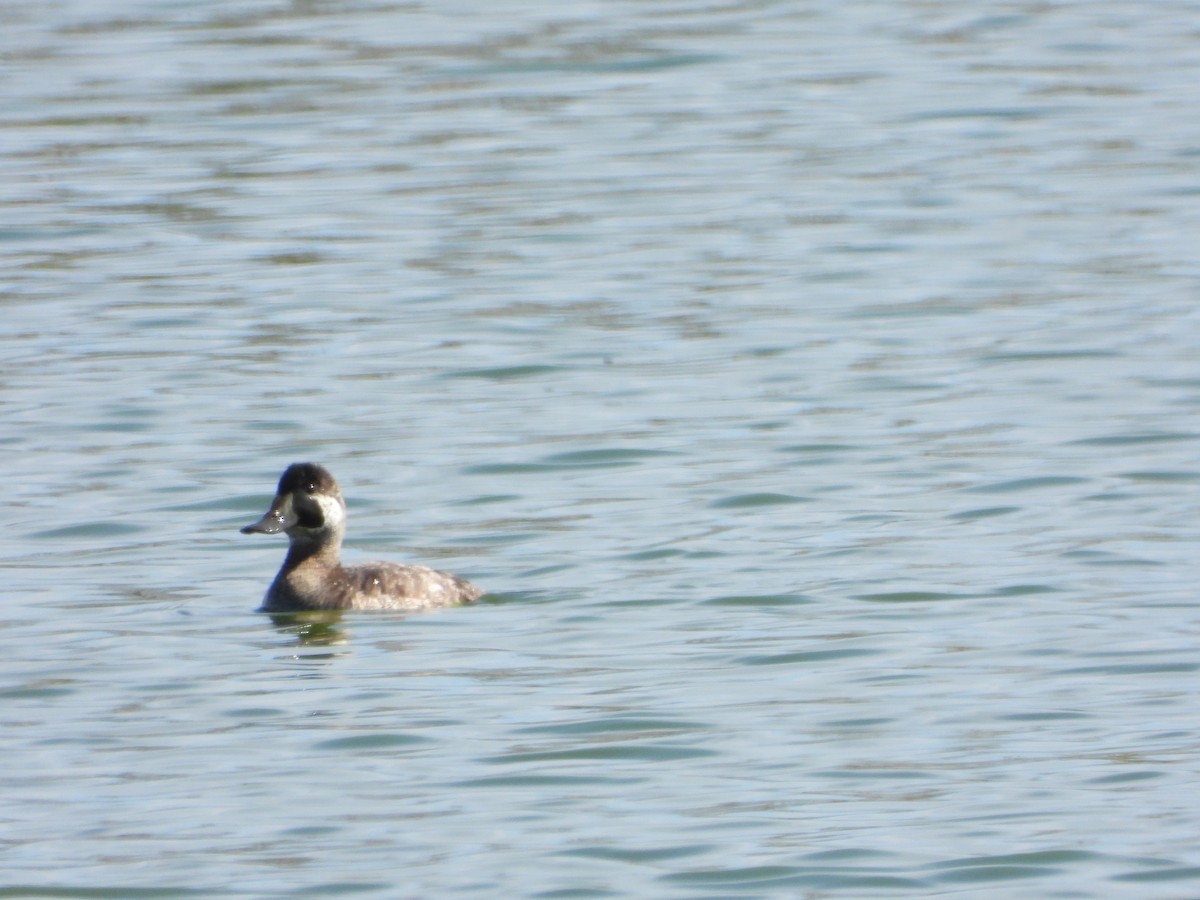 Ruddy Duck - ML330845931