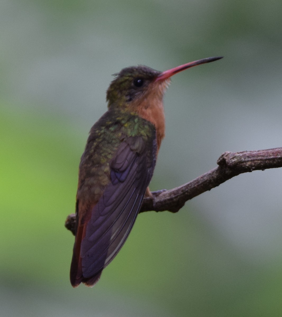 Cinnamon Hummingbird - ML330847011