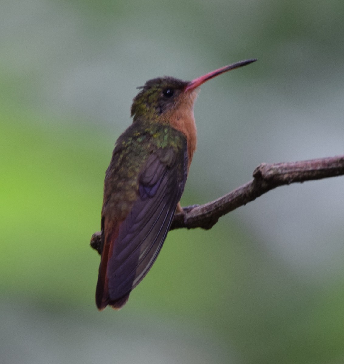 Cinnamon Hummingbird - ML330847021