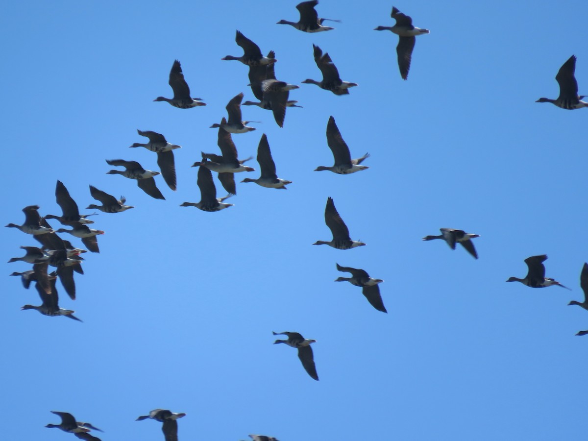 Greater White-fronted Goose - ML330848341