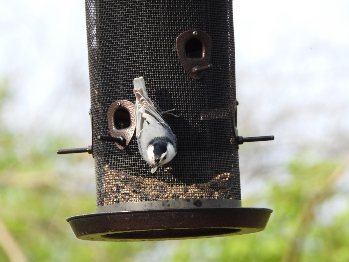 White-breasted Nuthatch - ML330848401