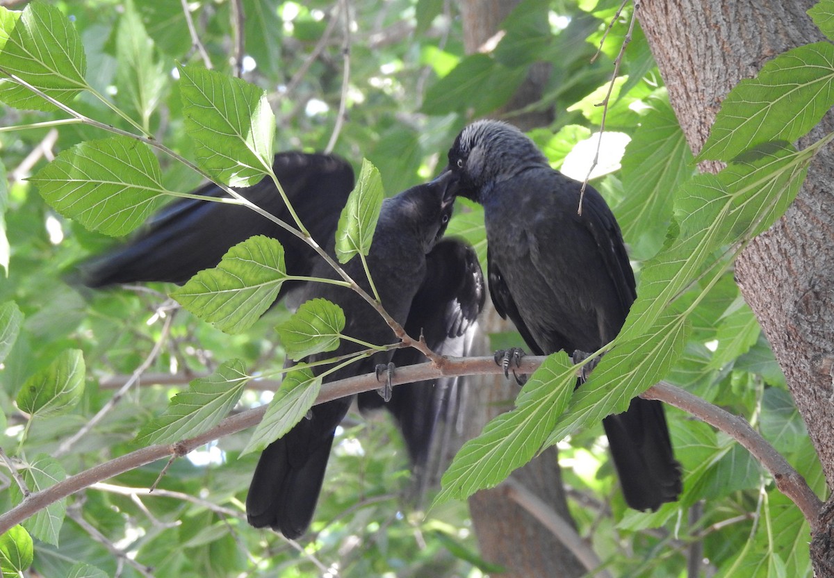 Eurasian Jackdaw - Cos van Wermeskerken