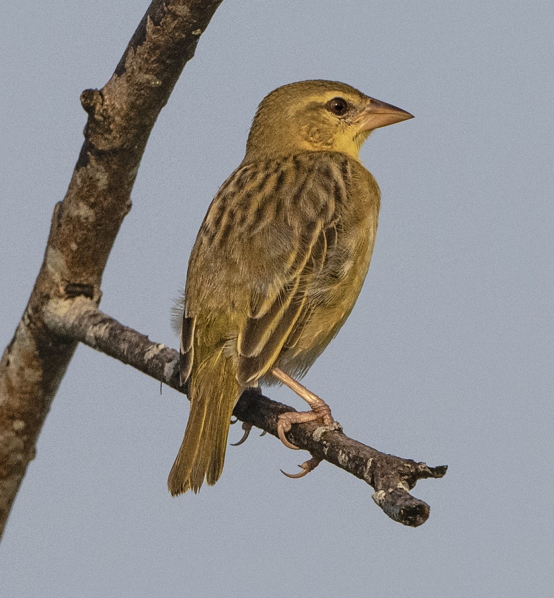 Golden-backed Weaver - ML330852911