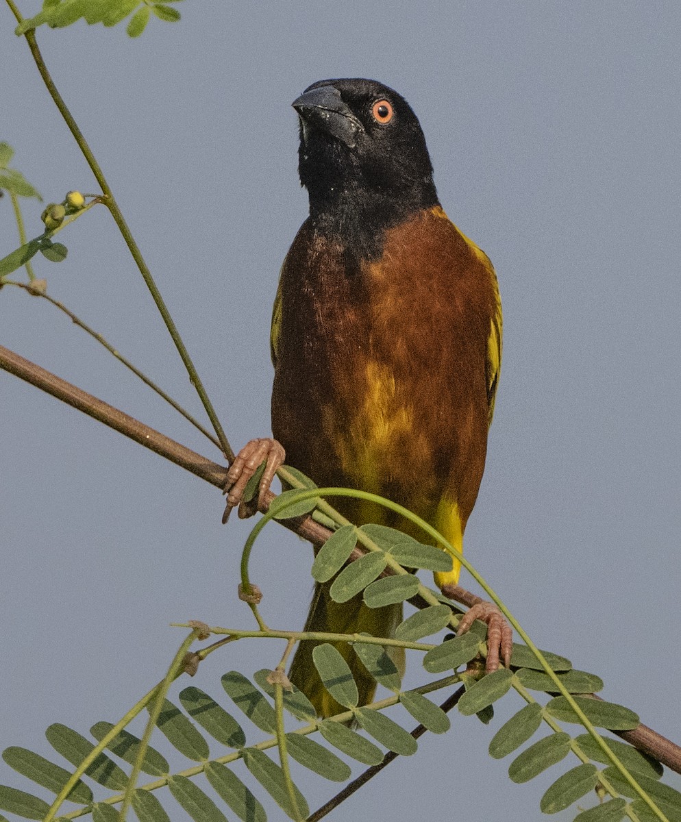 Golden-backed Weaver - ML330852921