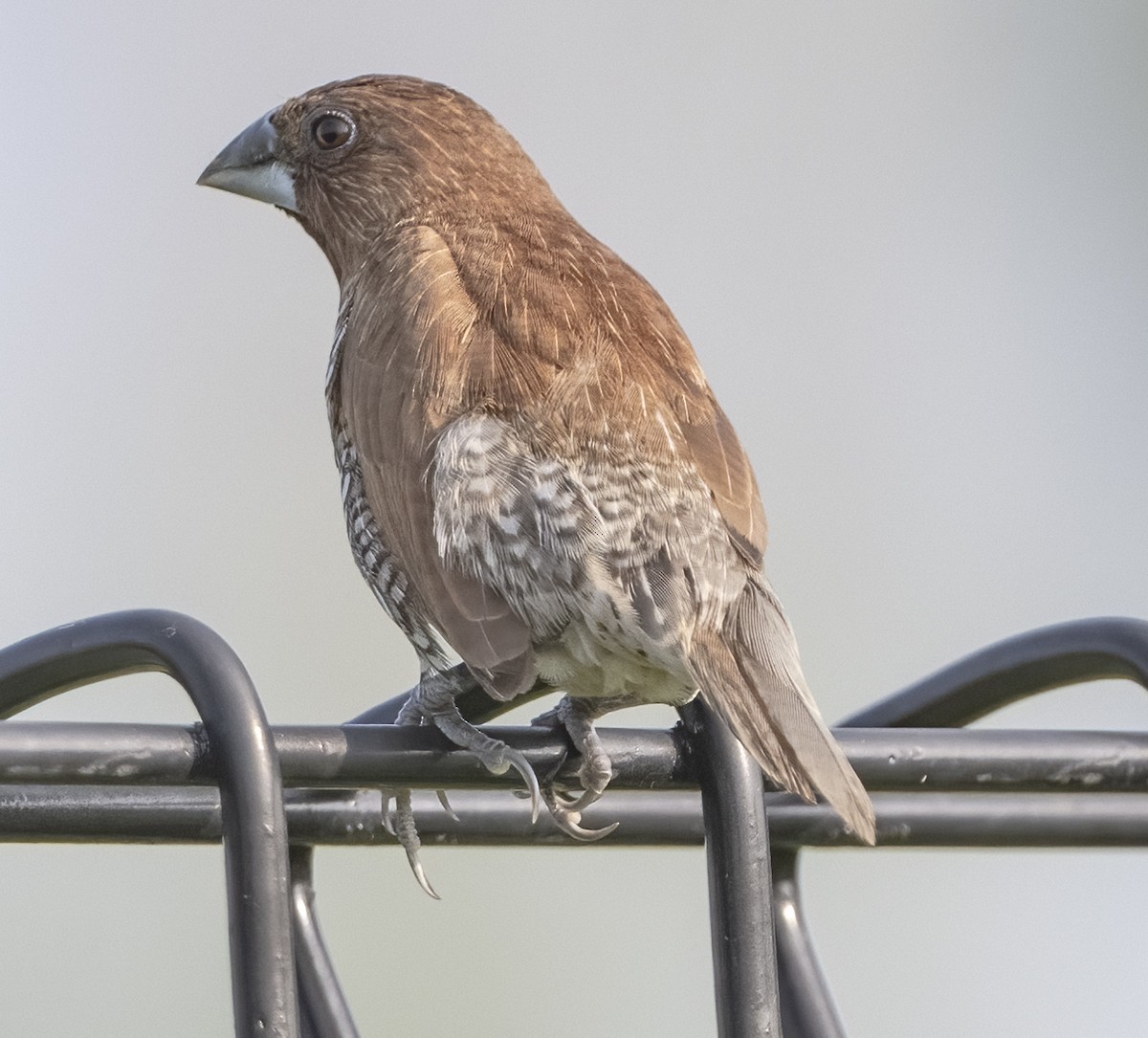 Scaly-breasted Munia - ML330852931