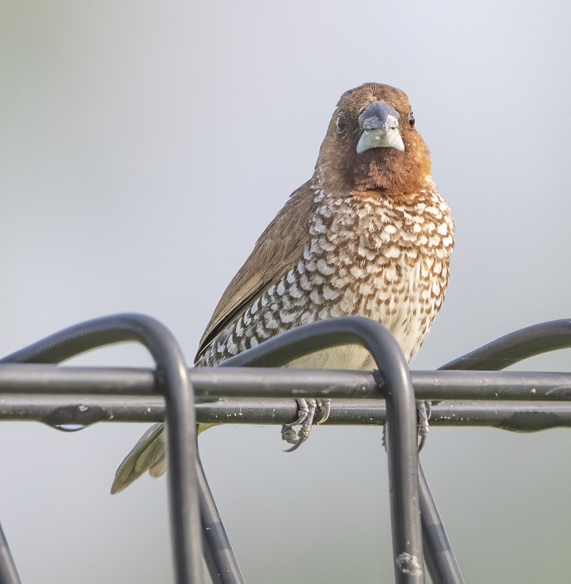 Scaly-breasted Munia - ML330852941