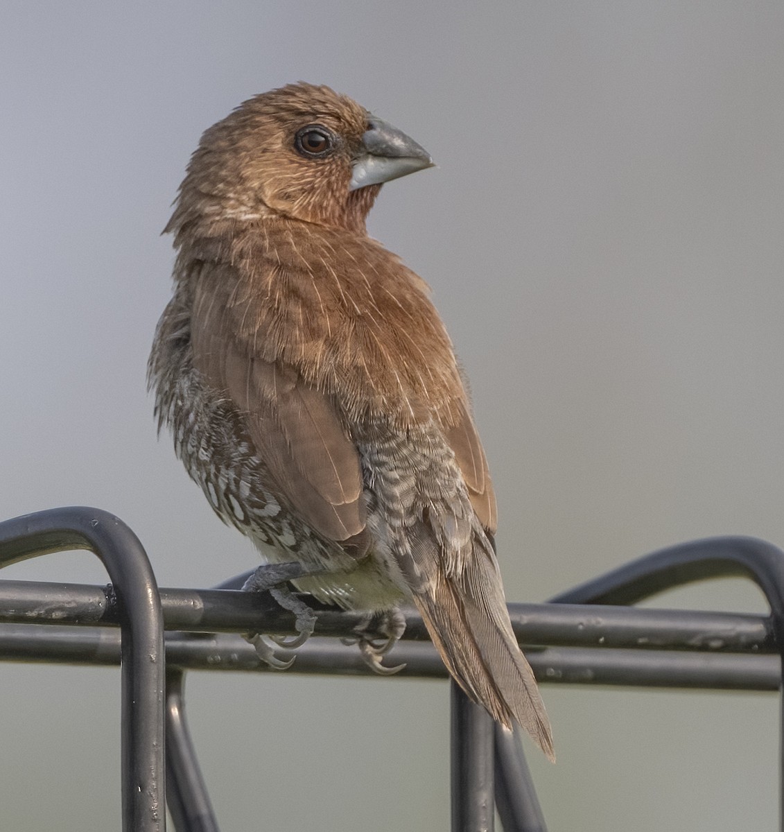 Scaly-breasted Munia - ML330852951