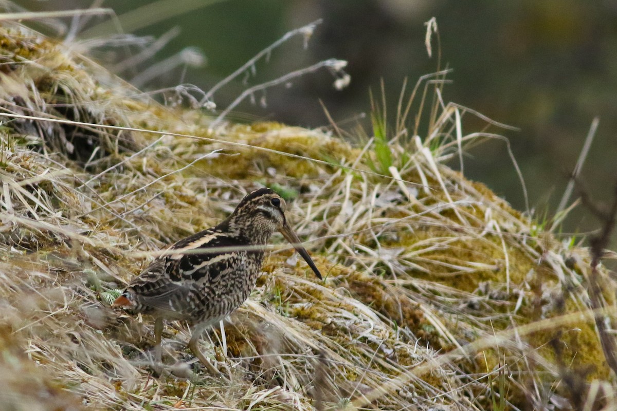 ML330853001 - Wood Snipe - Macaulay Library