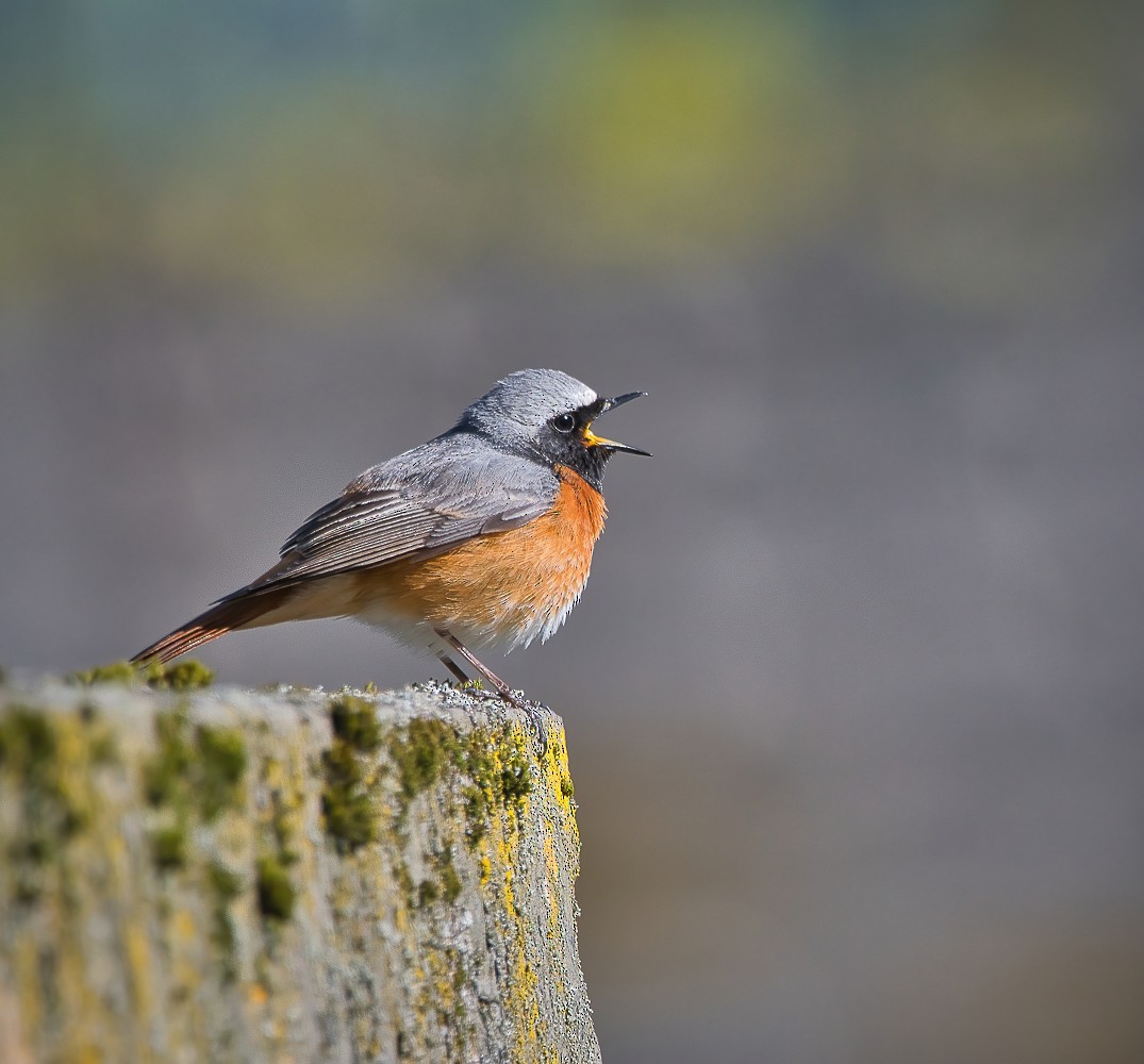 Common Redstart - Hong Wang