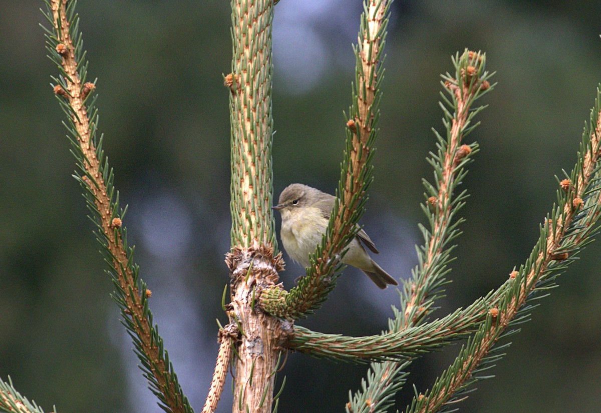 Common Chiffchaff - David Massie