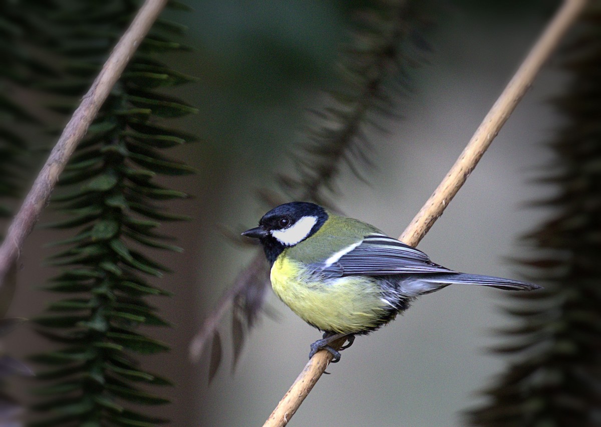 Great Tit - ML330857401