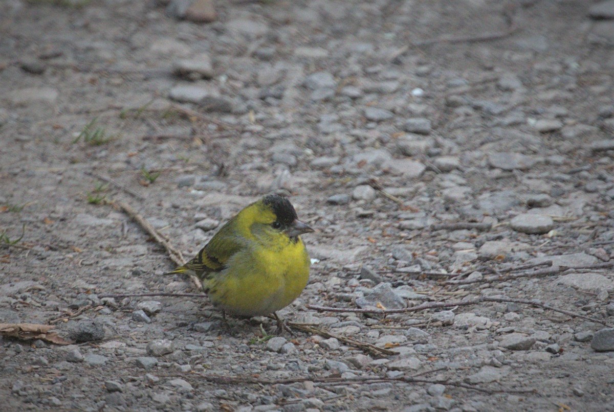 Eurasian Siskin - ML330857441