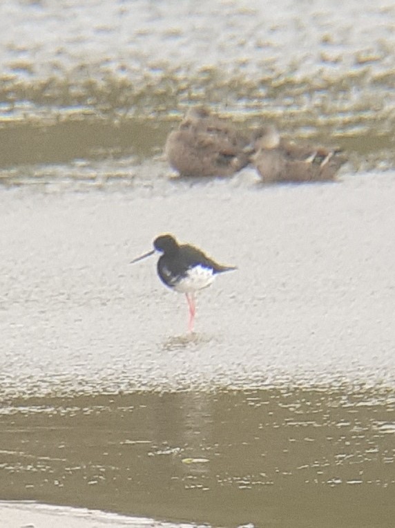 Pied x Black Stilt (hybrid) - ML330858251