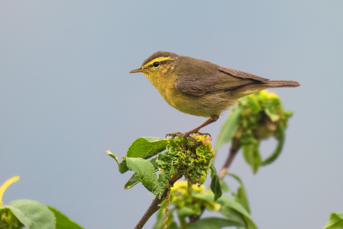 キバラムシクイ（affinis/perflavus） - ML330858311