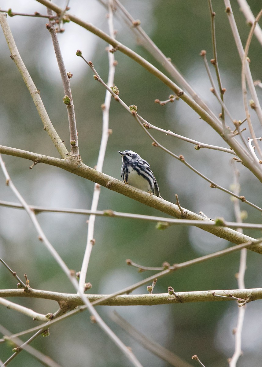Black-and-white Warbler - ML330858451