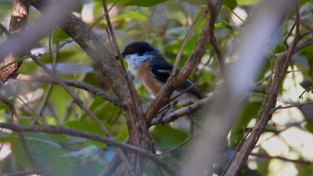 Woodwards' Batis - ML330859191