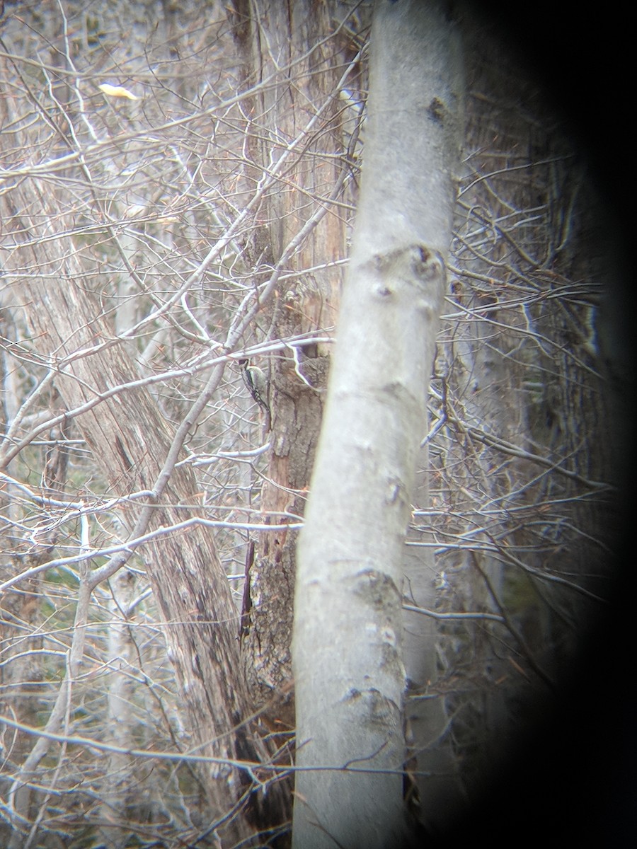Yellow-bellied Sapsucker - ML330859221