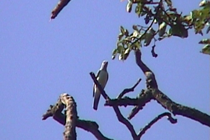 White-breasted Cuckooshrike - ML330859361