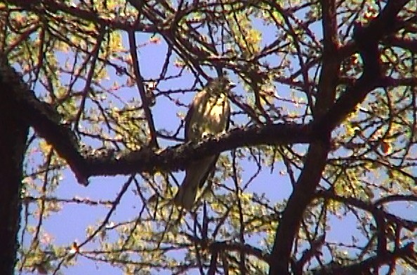 Scaly-throated Honeyguide - ML330860151