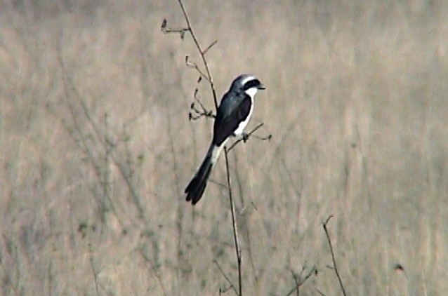 Gray-backed Fiscal - ML330860511