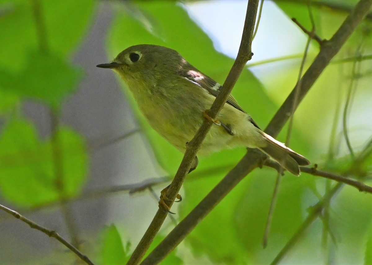 Ruby-crowned Kinglet - ML330860521