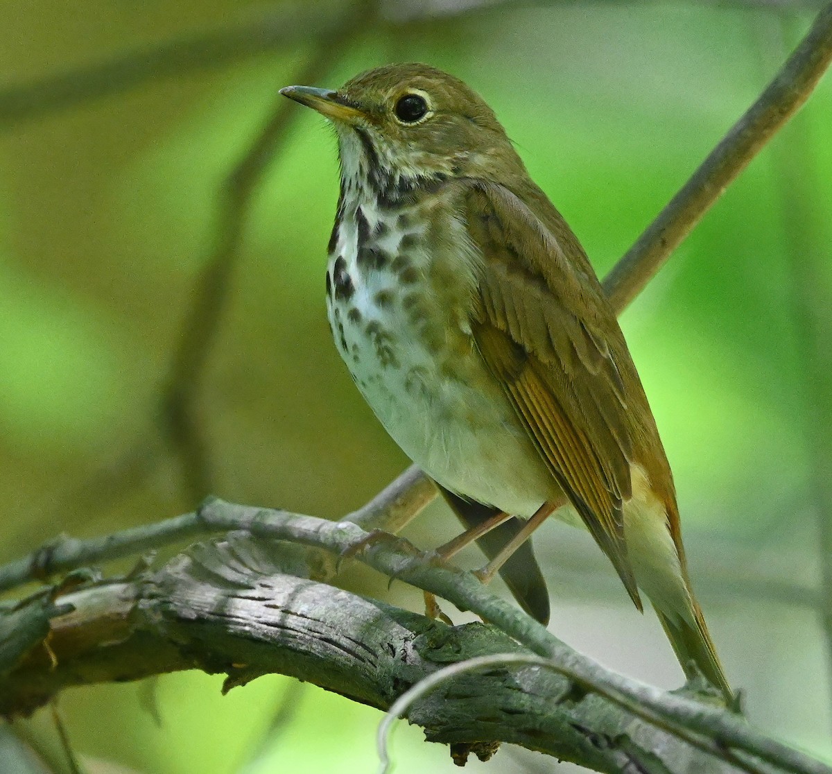 Hermit Thrush - ML330860601