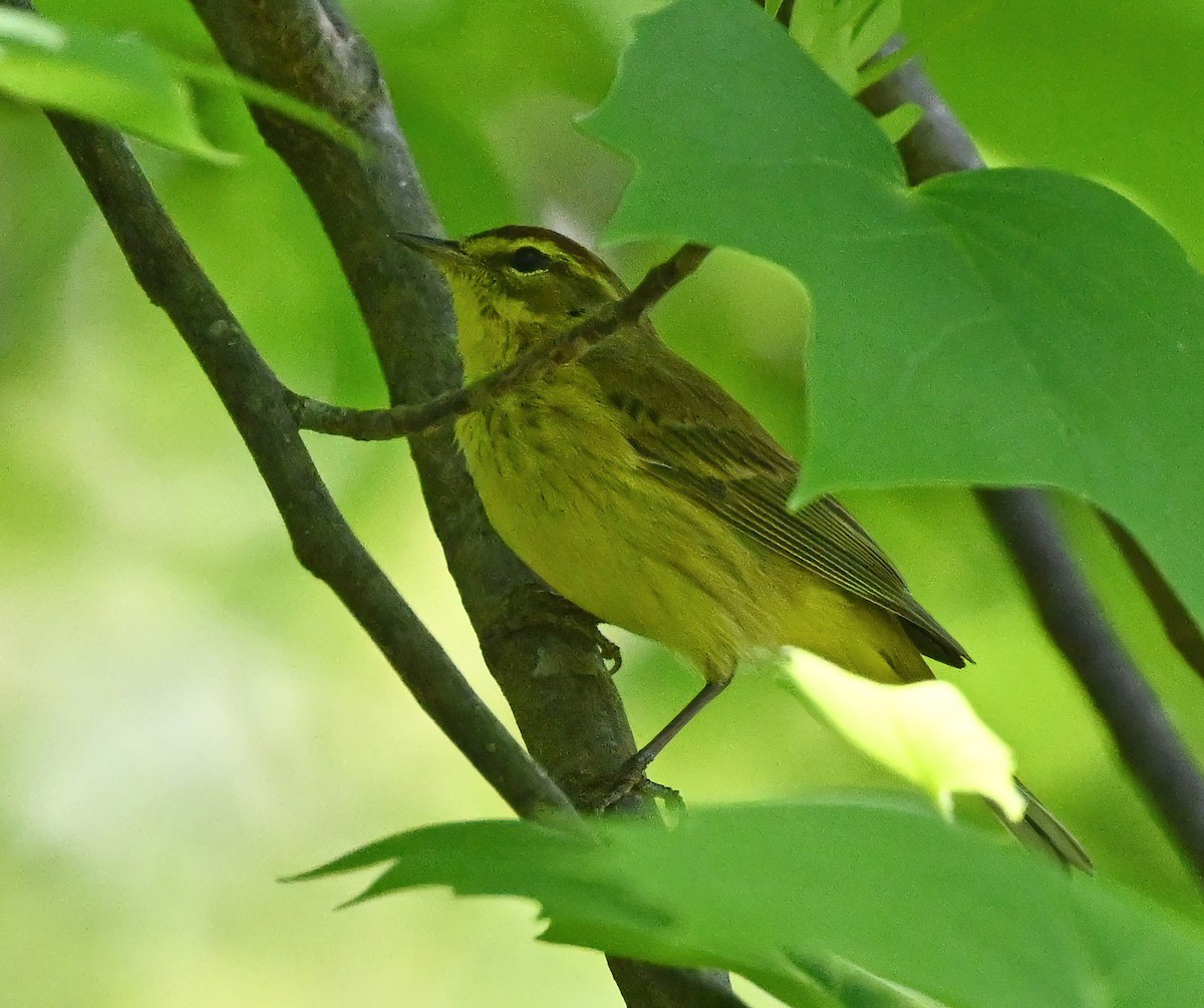 Palm Warbler - ML330860621