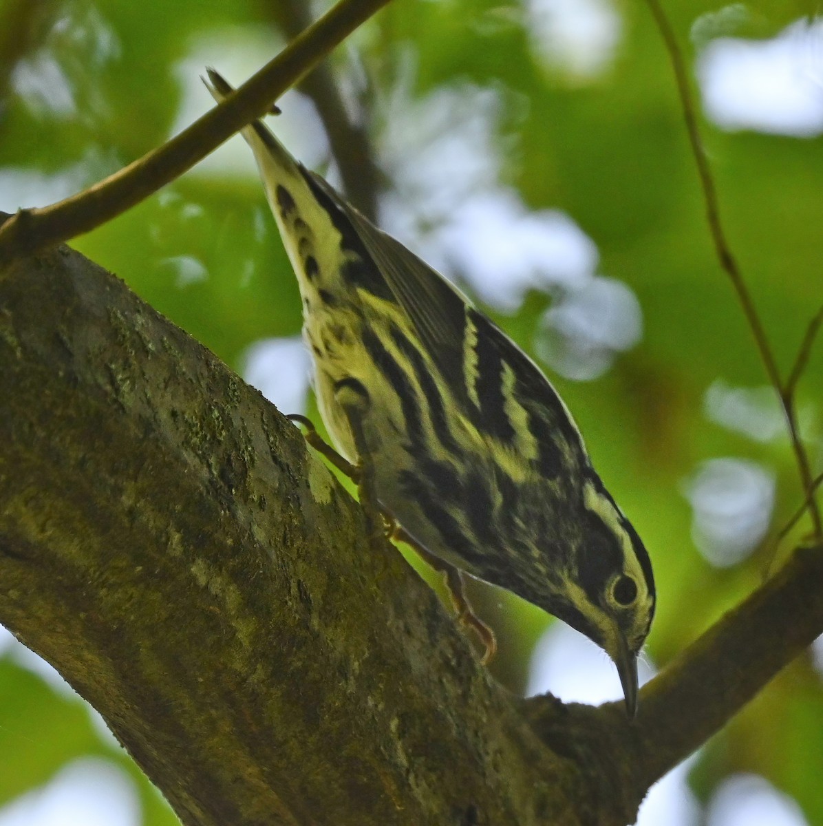 Black-and-white Warbler - ML330860681