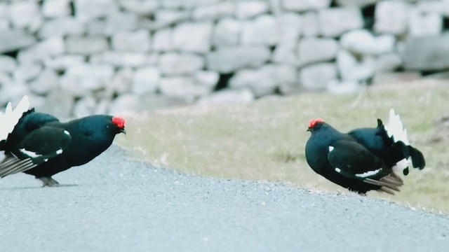 Black Grouse - ML330861101