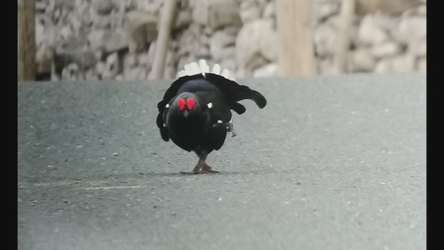 Black Grouse - ML330861131